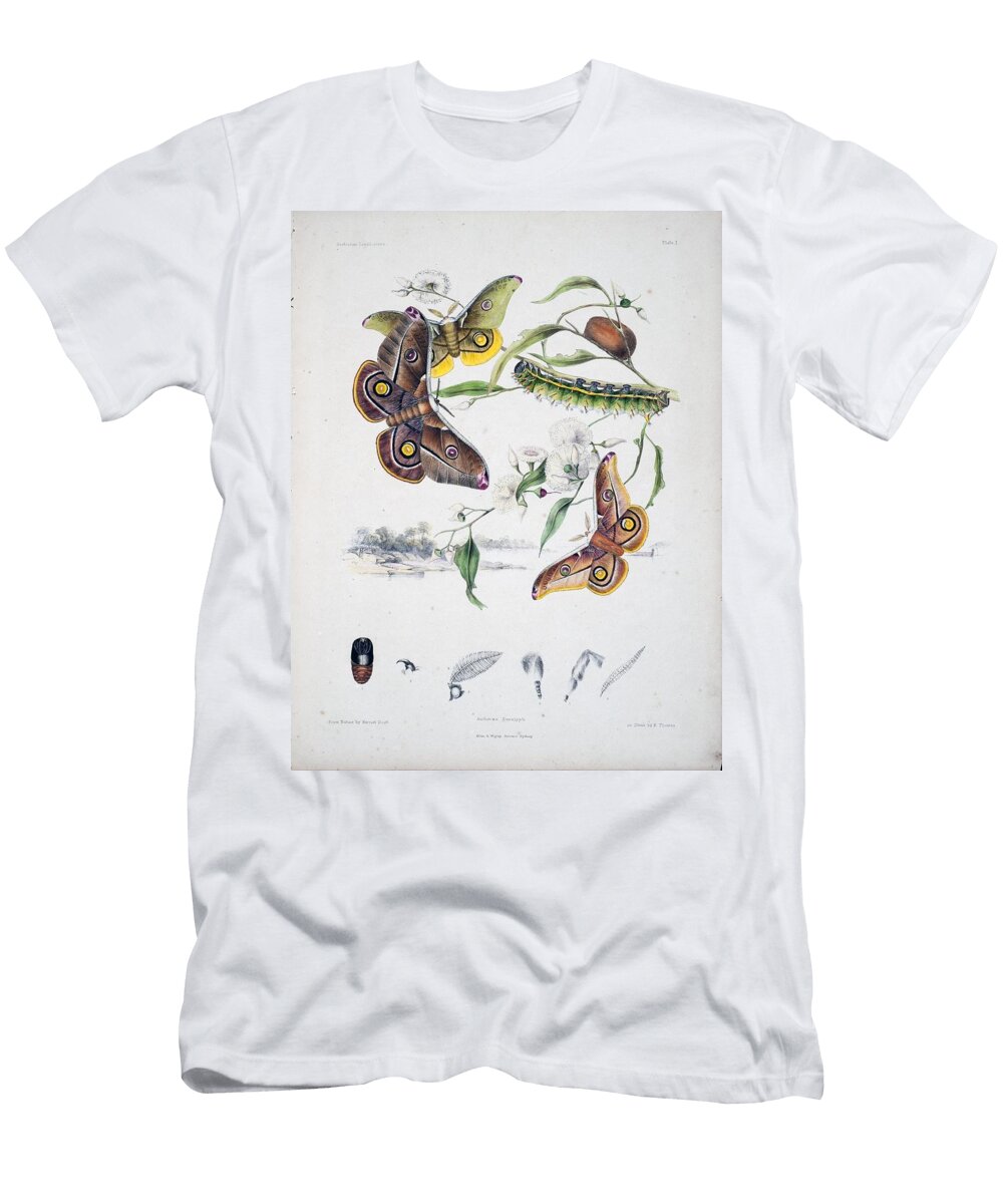 1 Australian Butterflies Unknown T-Shirt