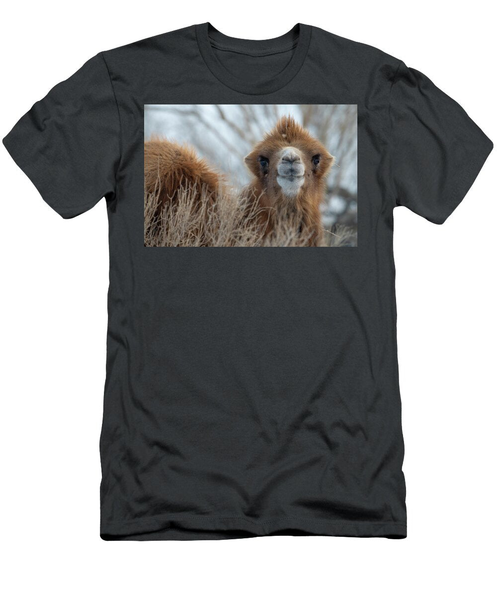 1 Bactrian Camel Male Living in the Wild But Owned By a Camel Staffan Widstrand Wild Wonders of China Natureplcom T-Shirt