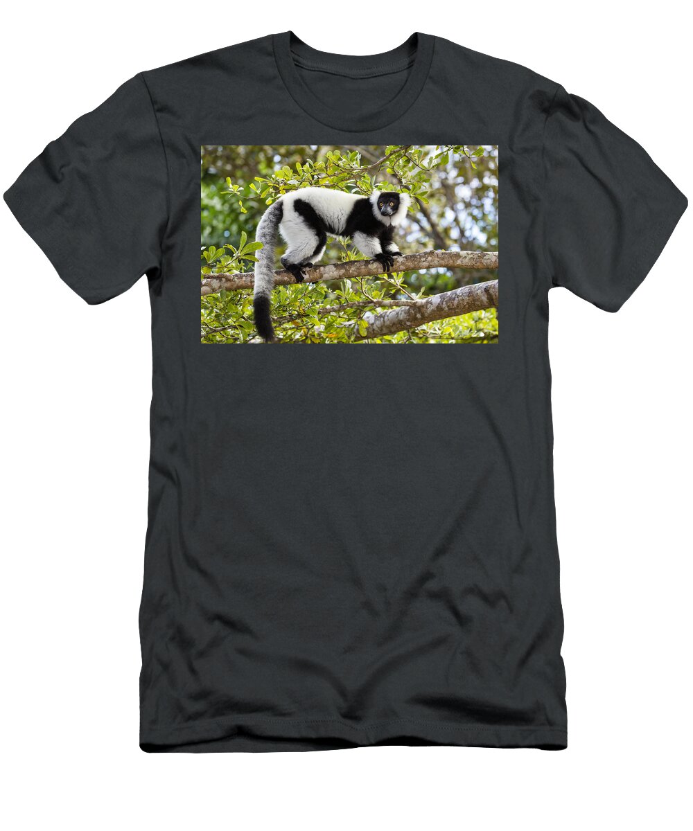 1 Black and White Ruffed Lemur Madagascar Konrad Wothe T-Shirt