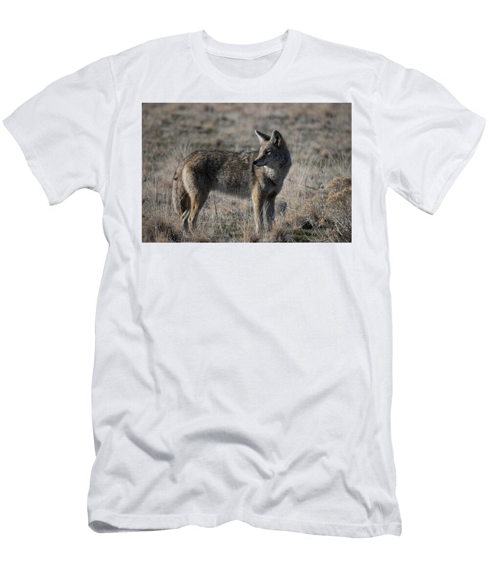 1 Coyote Julie Argyle T-Shirt