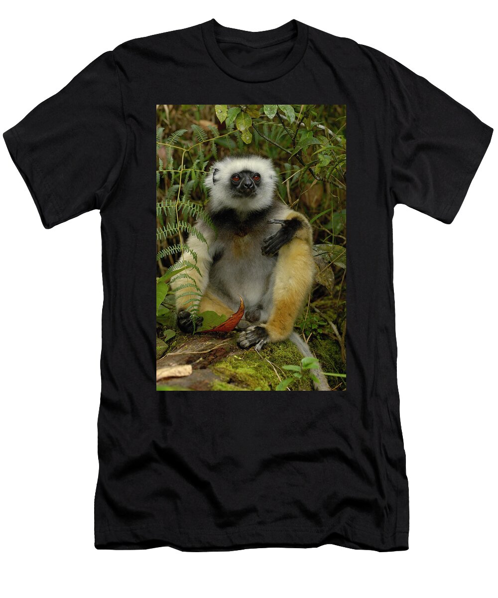 1 Diademed Sifaka Propithecus Diadema Pete Oxford T-Shirt