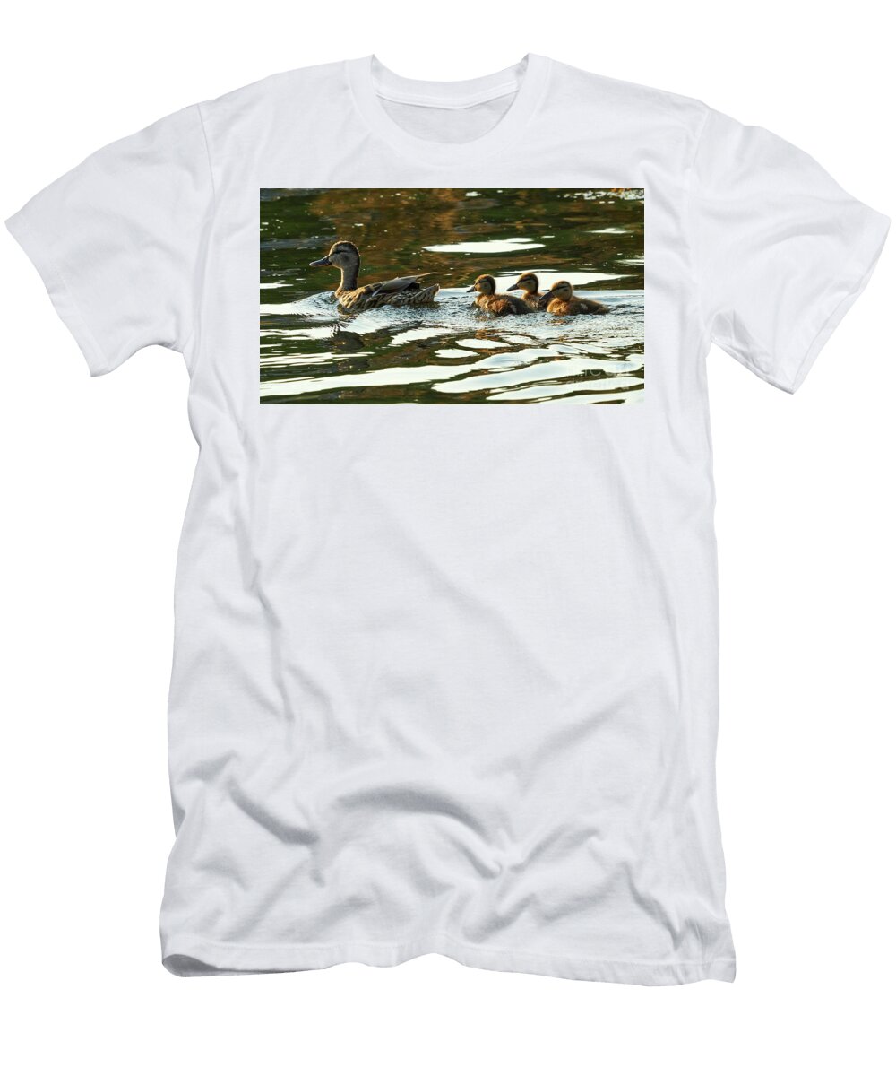1 Female Mallard and Ducklings Swimming At Sunset Pablo Avanzini T-Shirt