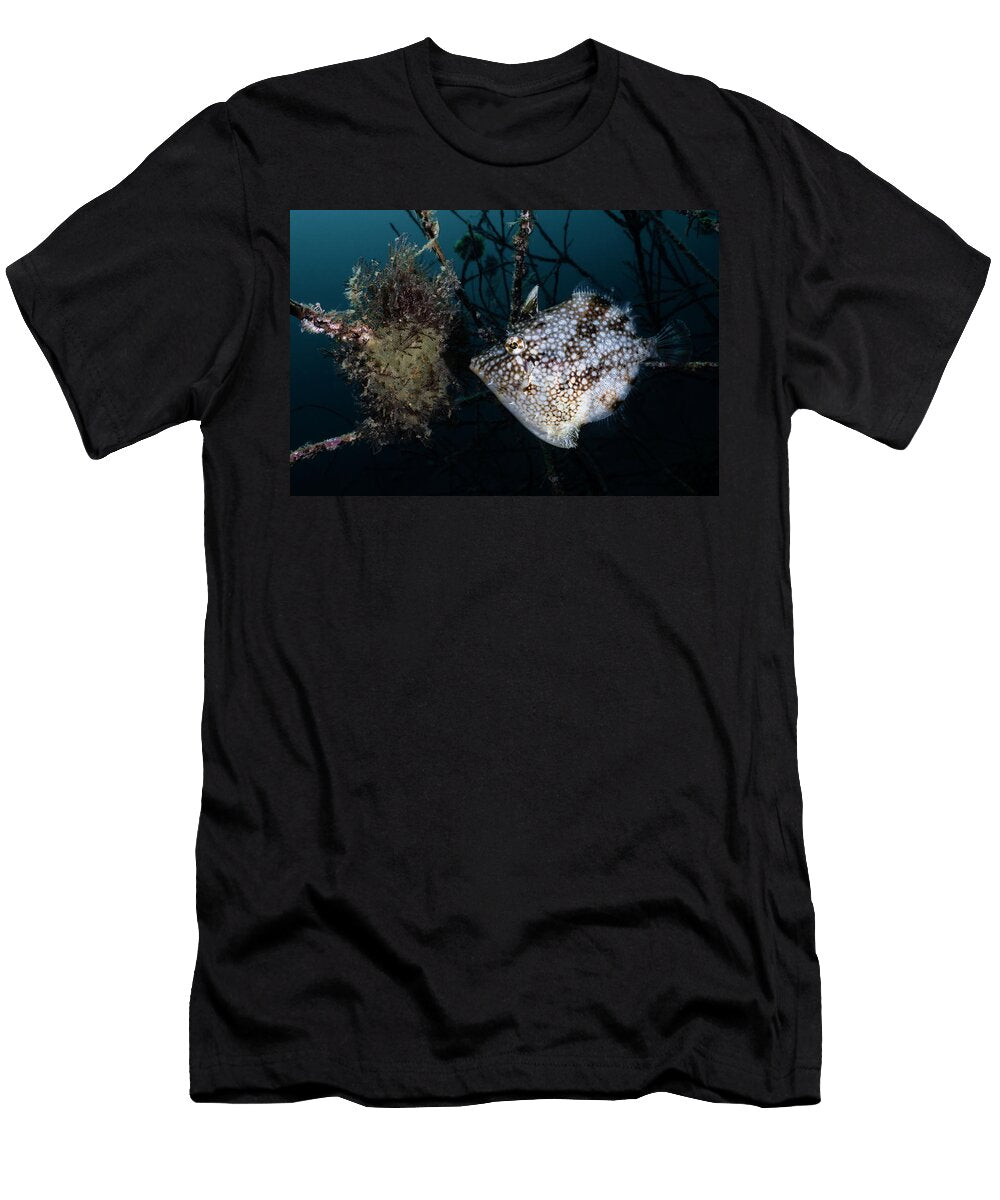 1 Female Whitespotted Pygmy Filefish Tending to a Clutch of Tony Wu Natureplcom T-Shirt