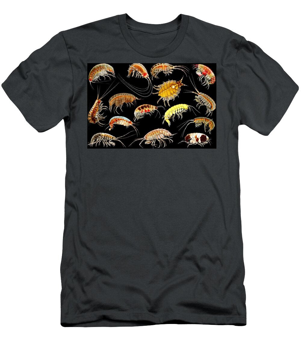 1 Gammarini Del Golfo Di Napoli Plate Antonio Della Valle Italian T-Shirt