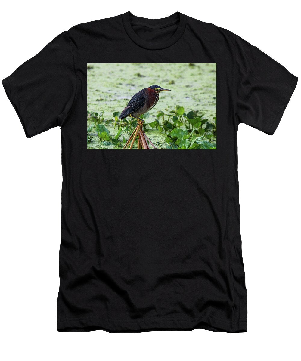 1 Green Heron Clutching a Reed Carol Vandenbelt T-Shirt