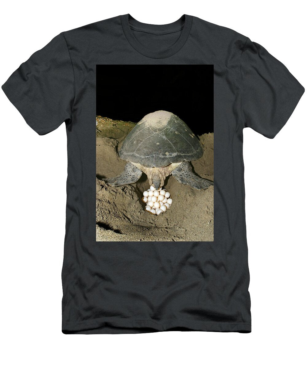 1 Green Turtle Laying Eggs M Watson T-Shirt