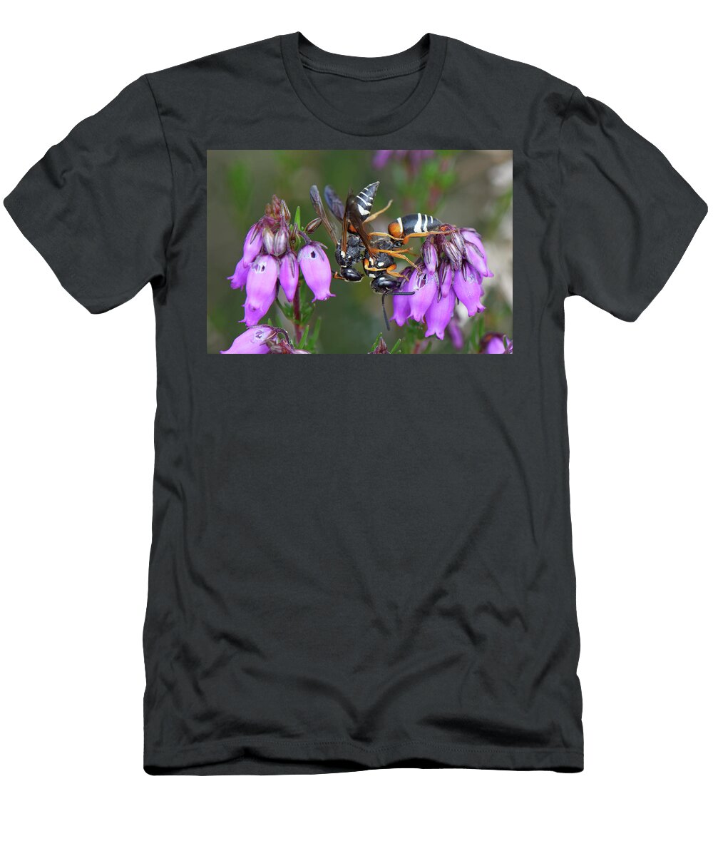 1 Male Purbeck Mason Wasp One of Most Endangered UK Nick Upton Natureplcom T-Shirt