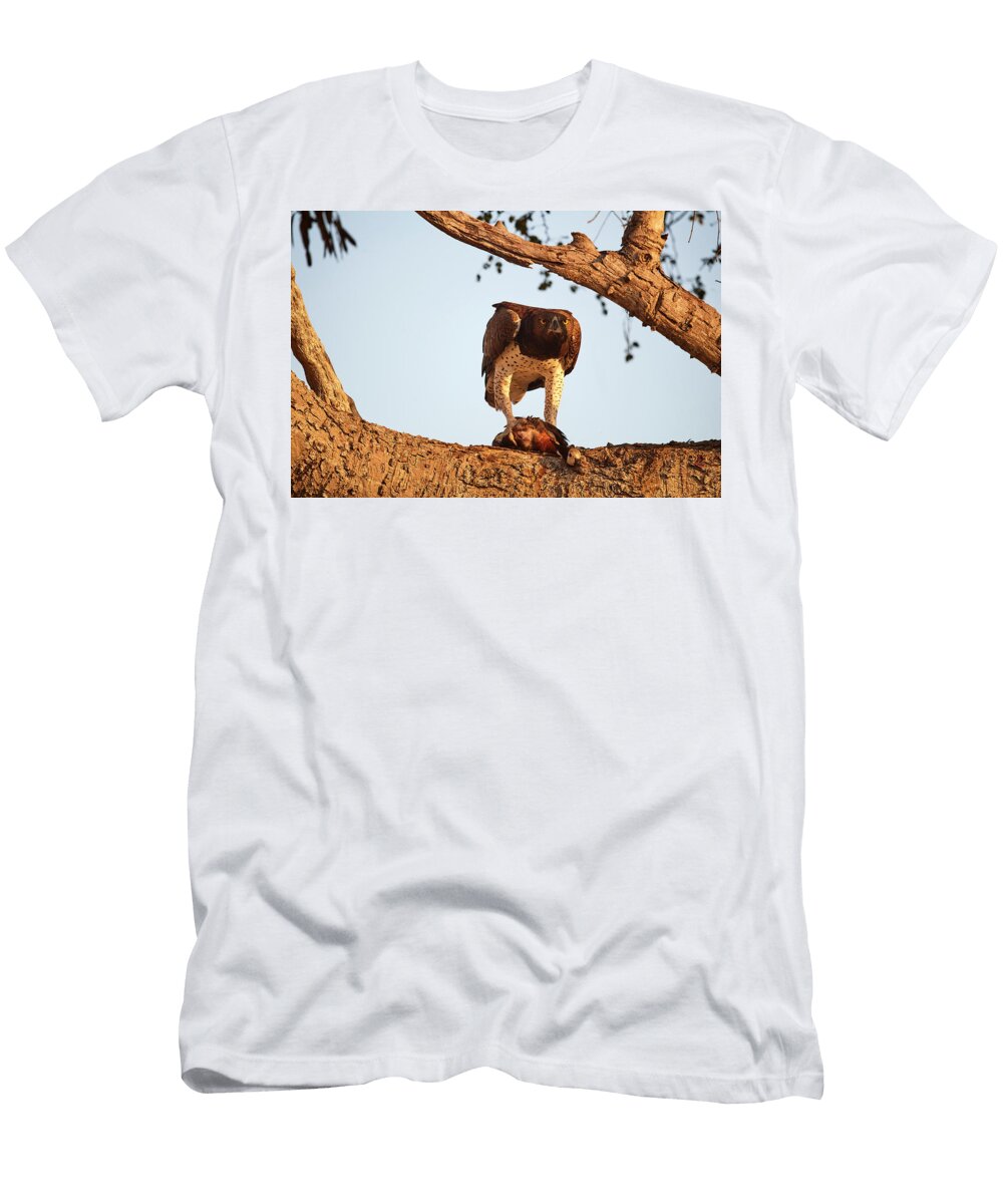 1 Martial Eagle Perched on Branch Clutching Its Prey a Eric Baccega Natureplcom T-Shirt