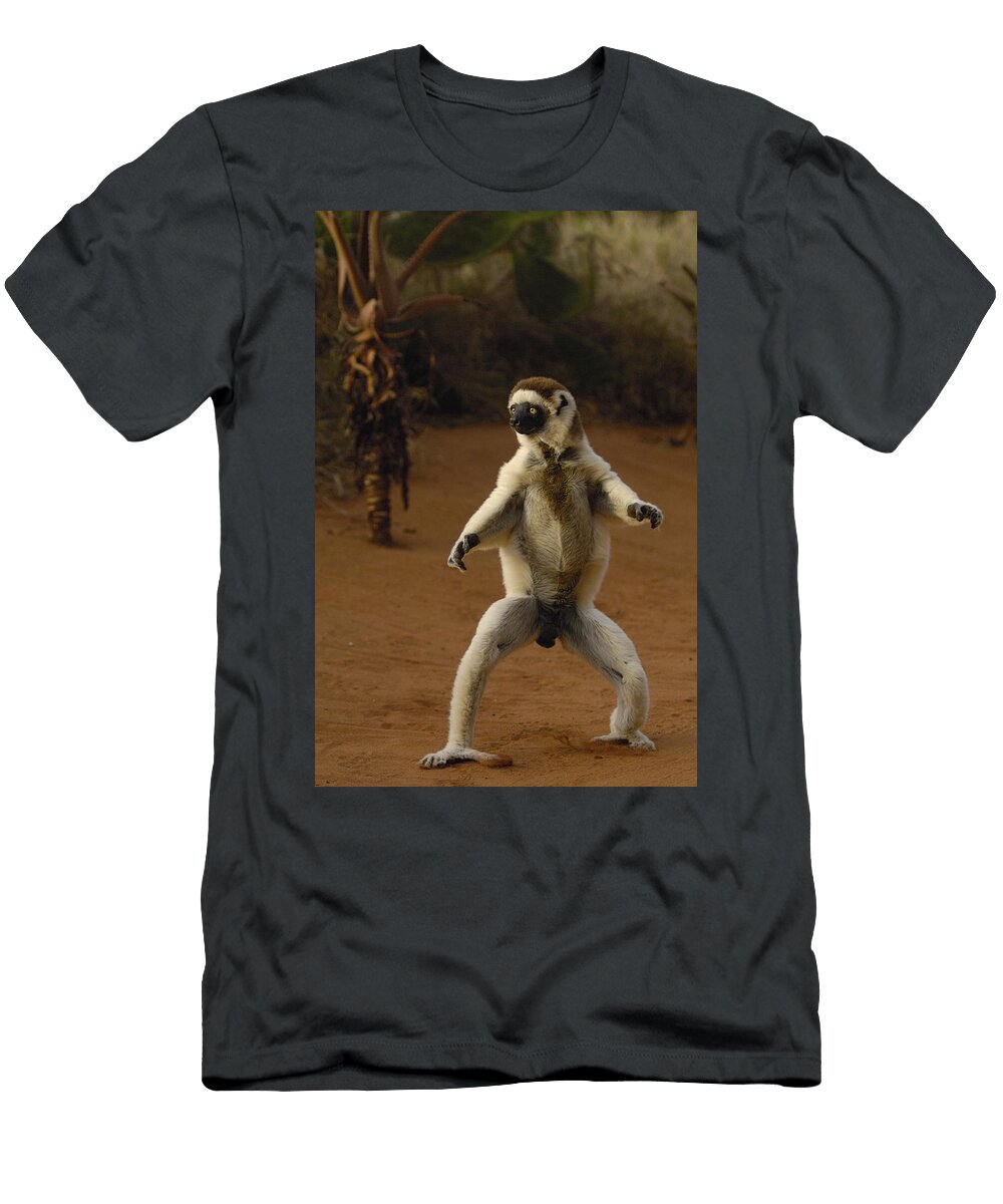 1 Verreauxs Sifaka Propithecus Verreauxi Pete Oxford T-Shirt