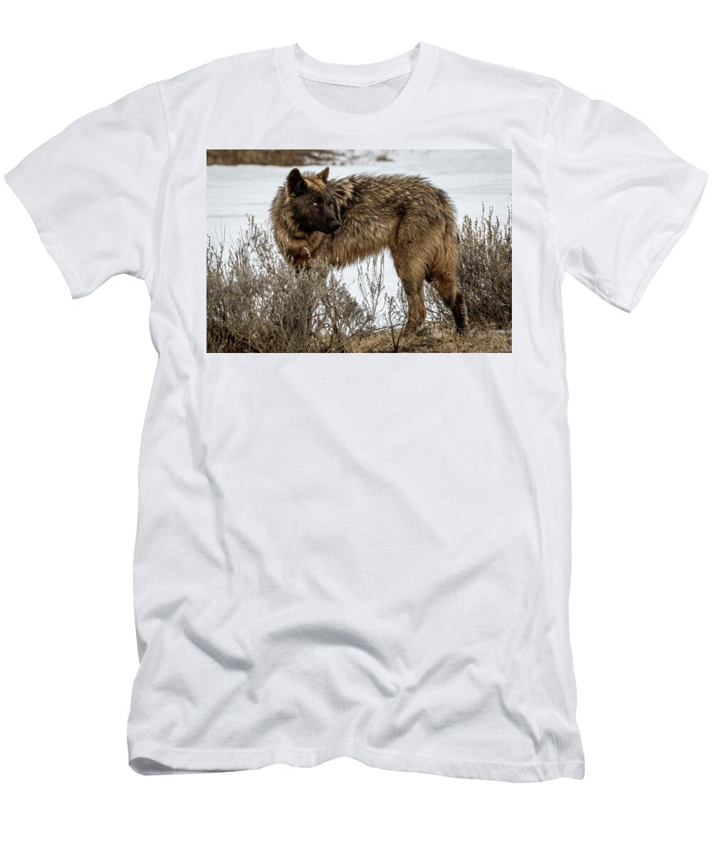 1267f Julie Argyle T-Shirt