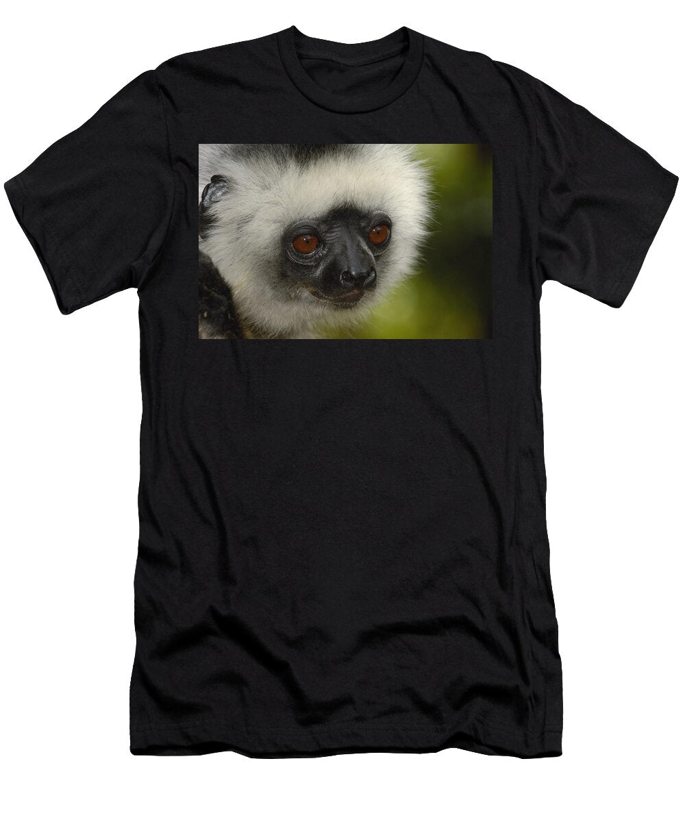 3 Diademed Sifaka Propithecus Diadema Pete Oxford T-Shirt