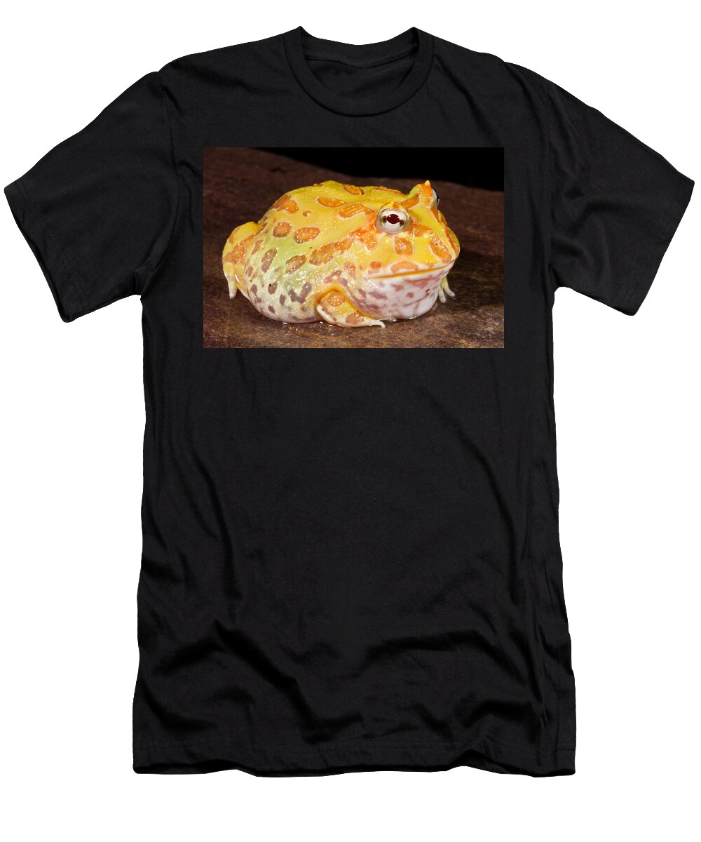 3 Pac Man Frog Ceratophrys David Kenny T-Shirt