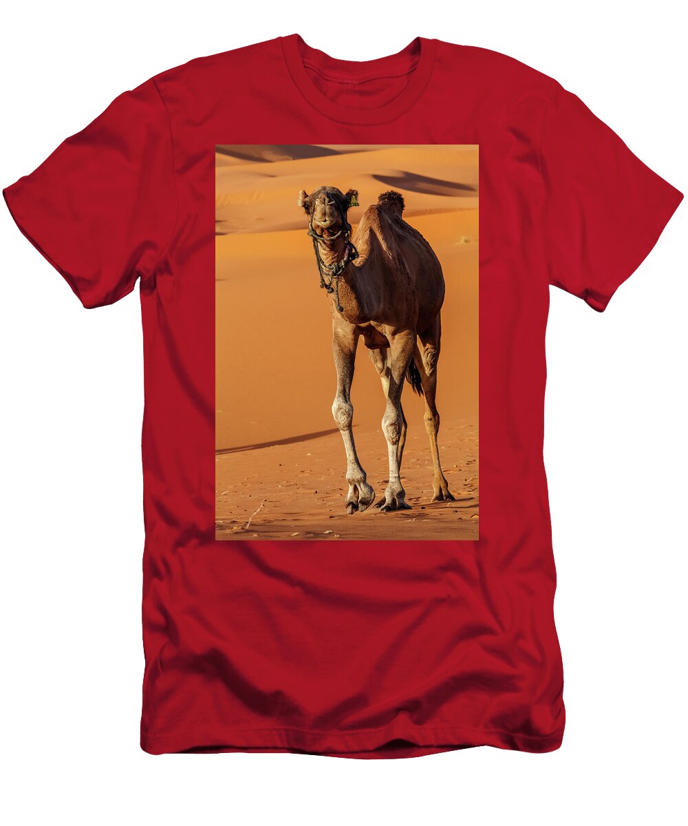 4 Arabian Dromedary Camel Domesticated Erg Chebbi Dunes Claudio Contreras Natureplcom T-Shirt
