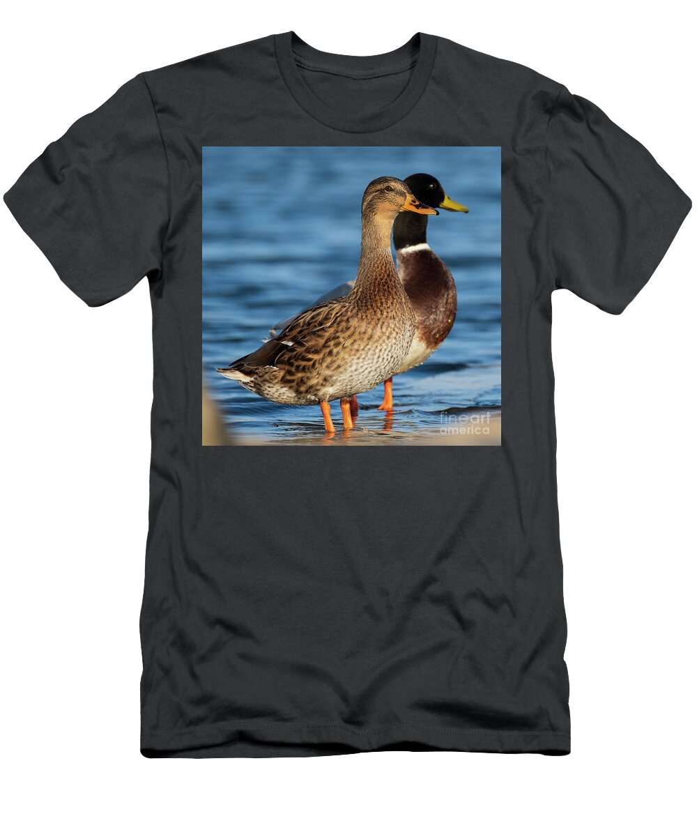 83 Mallard Anas Platyrhynchos Costa Ballena Cadiz Pablo Avanzini T-Shirt