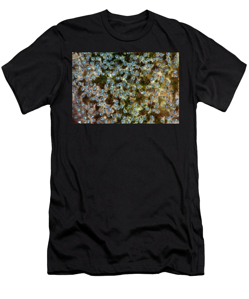 A Clutch of Longfin Damselfish Eggs on a Coral Reef Alex Mustard Natureplcom T-Shirt