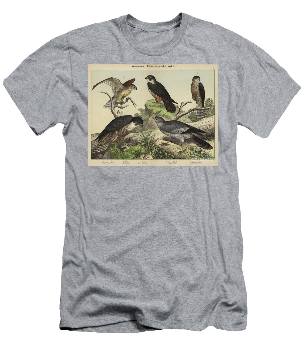 Accipitres Falcons and Hawks European School T-Shirt