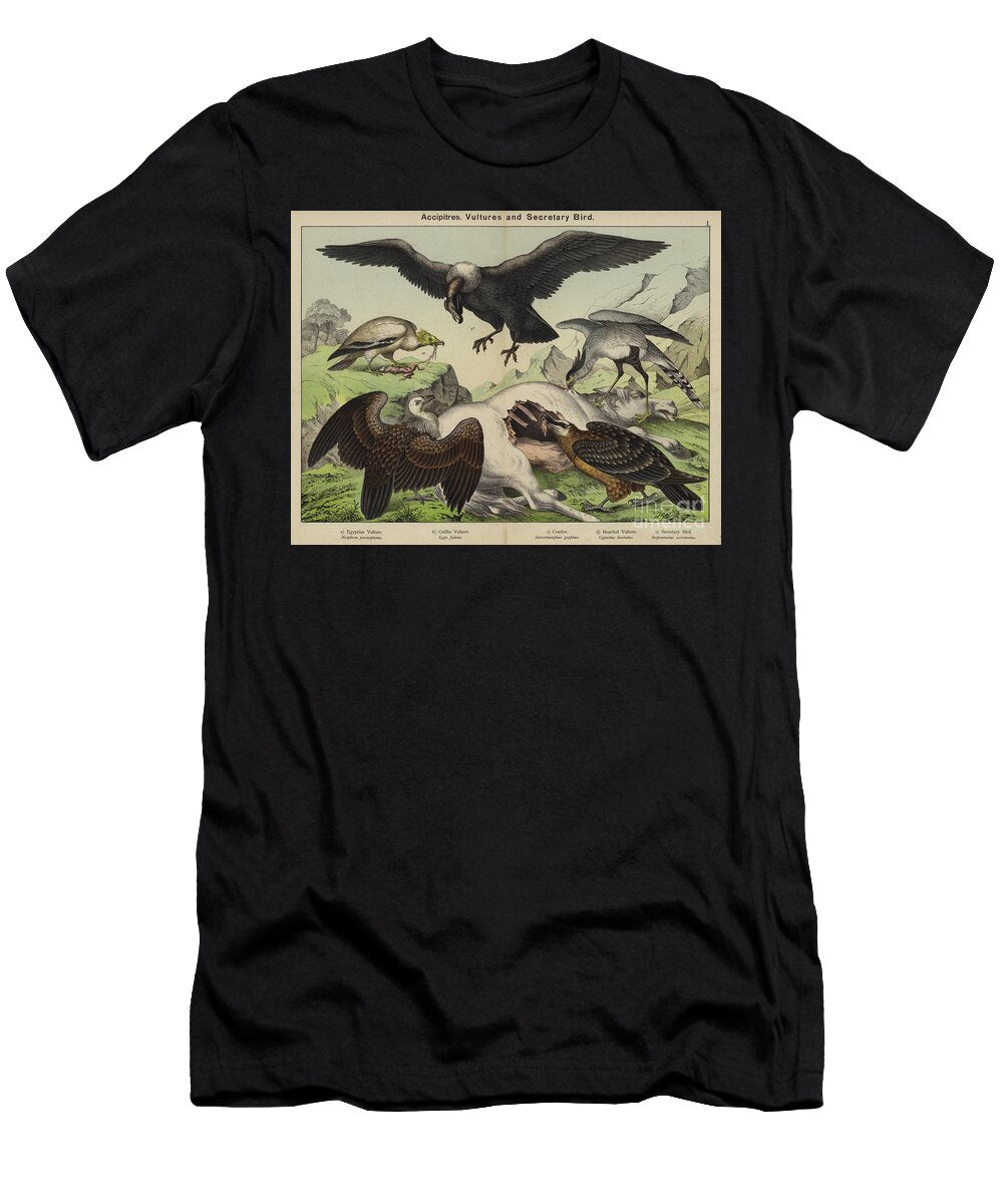 Accipitres Vultures and Secretary Bird European School T-Shirt