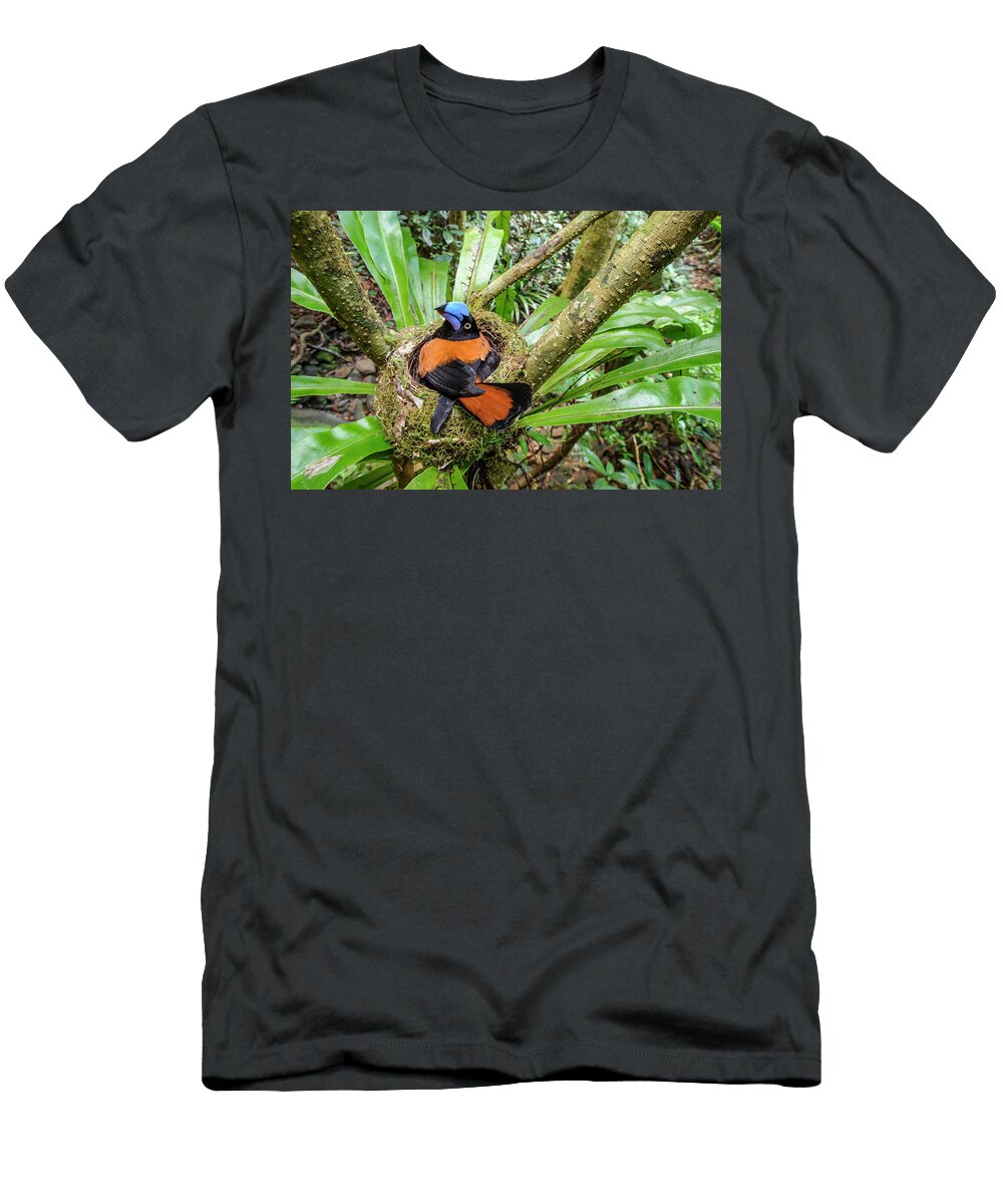 Adult Helmet Vanga Incubating a Clutch of 3 Eggs Nest Nick Garbutt Natureplcom T-Shirt
