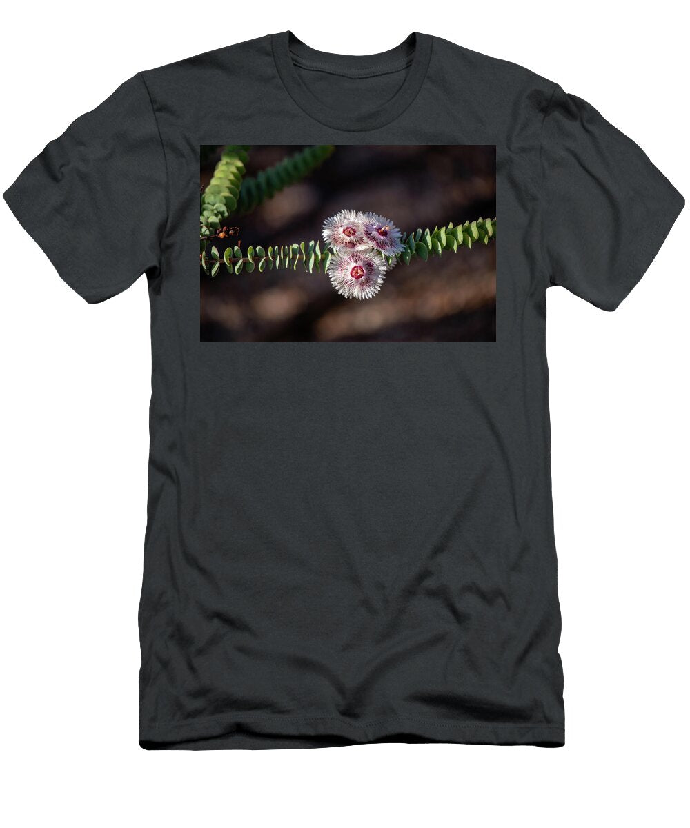 Argyle Apple Eucalyptus Cinerea Deane Palmer T-Shirt