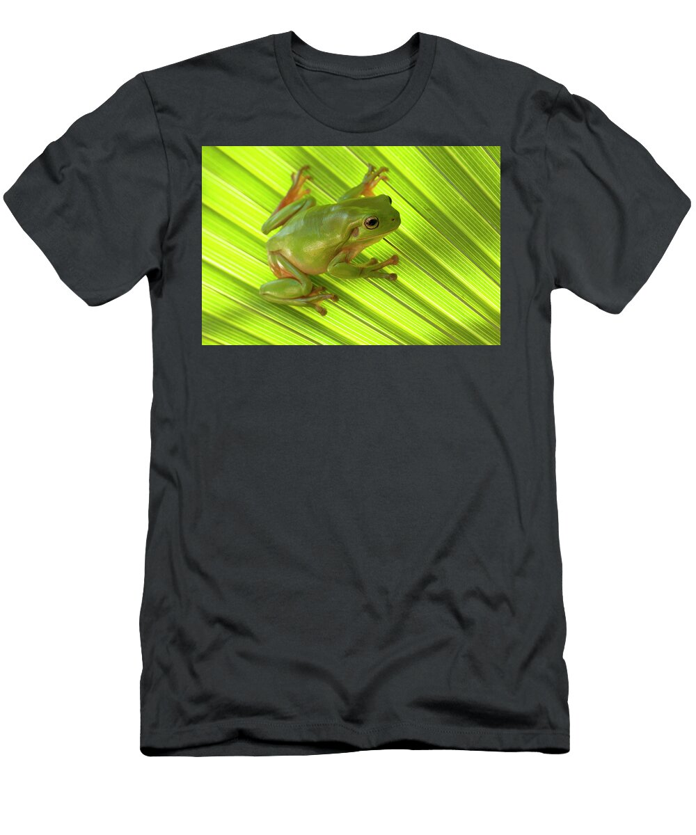 Australian Green Tree Frog Camouflaged on Palm Leaf Lake Steven David Miller Natureplcom T-Shirt