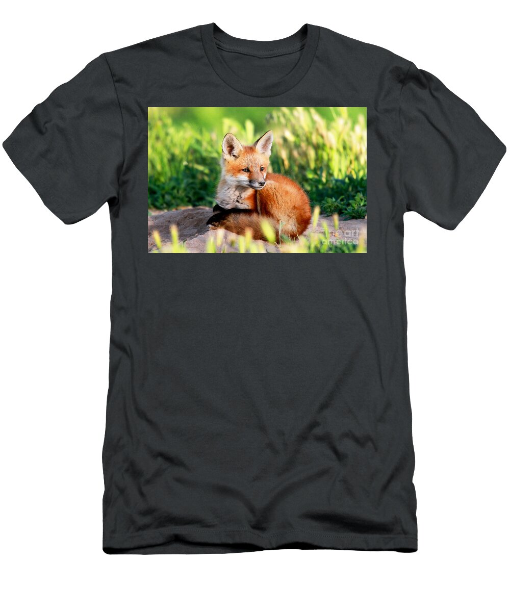 Baby Fox Julie Argyle T-Shirt