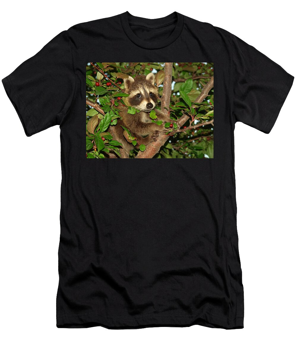 Baby Raccoon Melissa Peterson T-Shirt