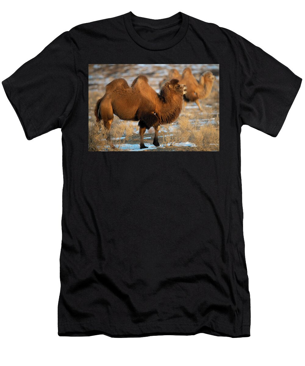 Bactrian Camel Male a Wild Living Animal Owned By a Staffan Widstrand Wild Wonders of China Natureplcom T-Shirt