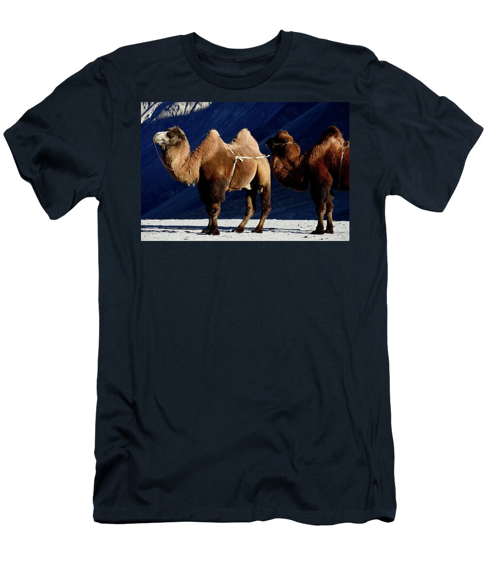 Bactrian Camels in Sand Dunes Nubra Valley Ladakh Enrique Lopez Tapia Natureplcom T-Shirt