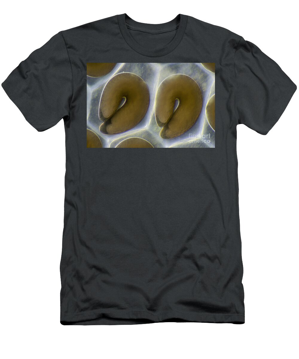 Biting Midge Eggs Ceratopogonidae Sp Rubn Durobiomedia Associates Llc T-Shirt