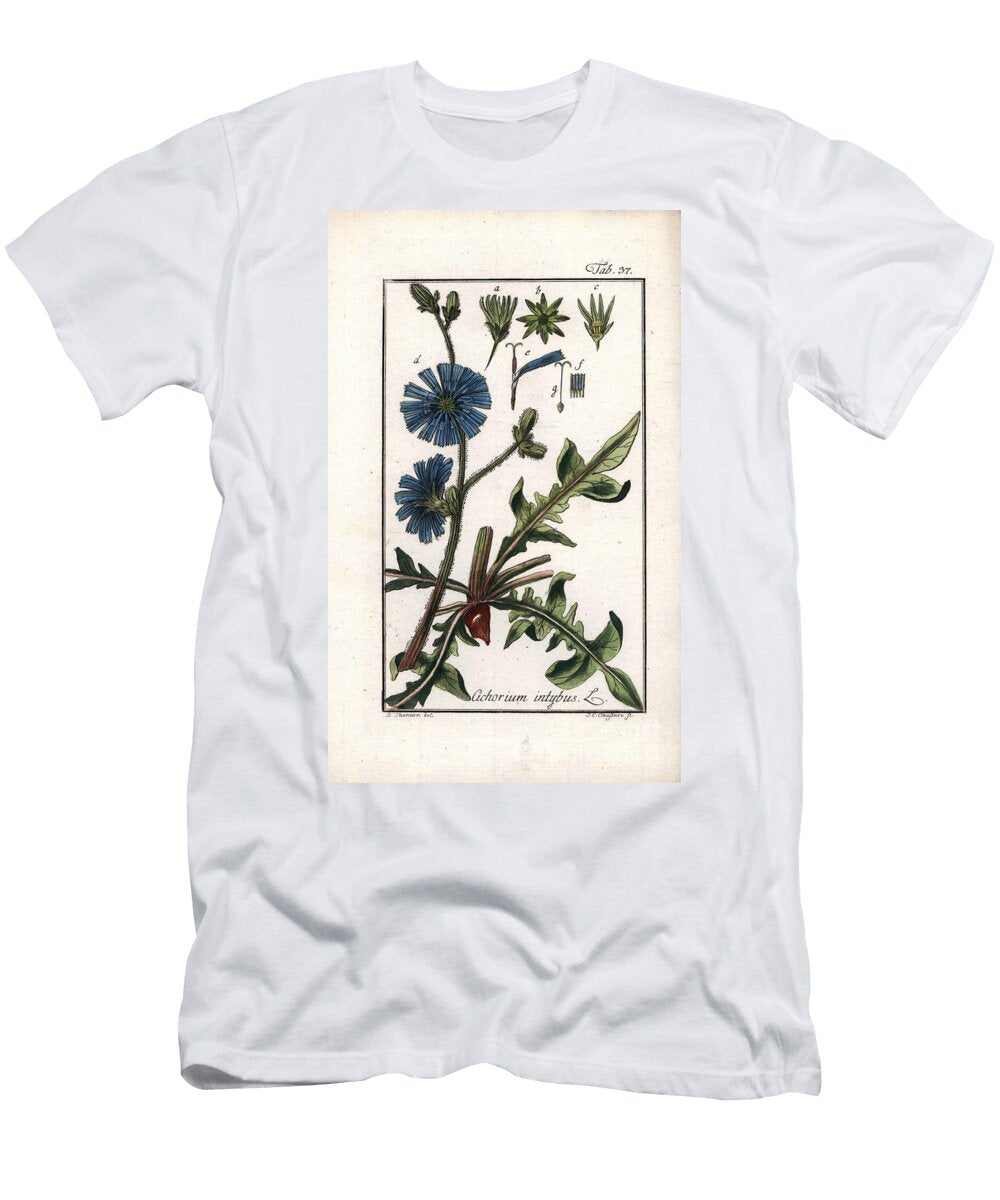 Botanical Chicoree Chicory Plant with Flowers and Leaves Cichorium Intybus European School T-Shirt