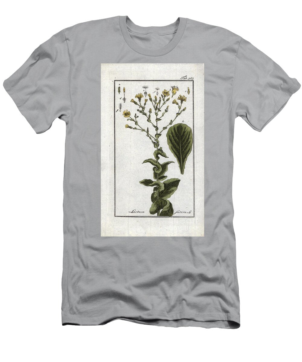 Botanical Lettuce Lettuce Lactuca Sativa European School T-Shirt