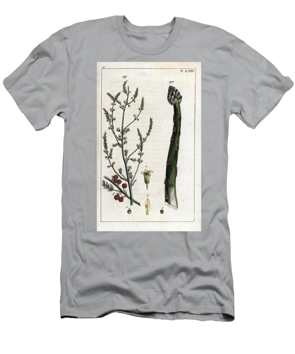 Botany Asparagus Asparagus Plant Asparagus Officinalis Bush 189 and Stalk 190 European School T-Shirt