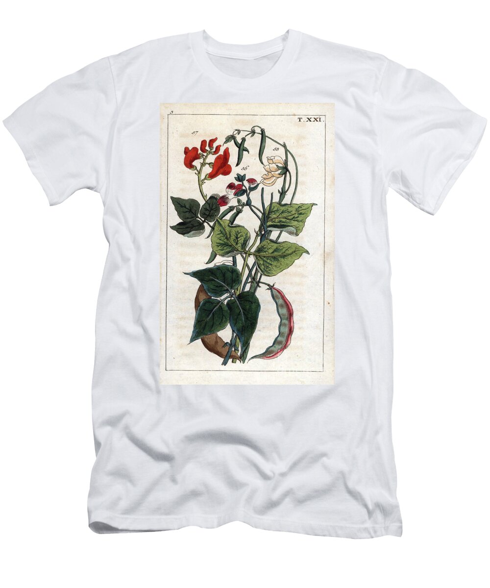 Botany Bean Common Bean Phaseolus Vulgaris 56 Scarlet Runner Bean Phaseolus Vulgaris Coccineus 57 Phaseolus Nanus Dwarf or French Bean 58 European School T-Shirt