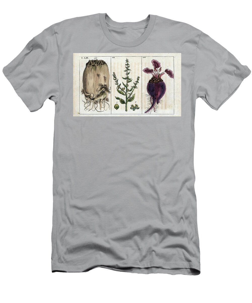 Botany Bette a Cardes Periree a Cardes Rouge Beets Chard Leaves Beta Cicla 152 Beet Root Beta Vulgaris Altissima 153 and Red Beet Root Beta Vulgaris Rubra 154 European School T-Shirt