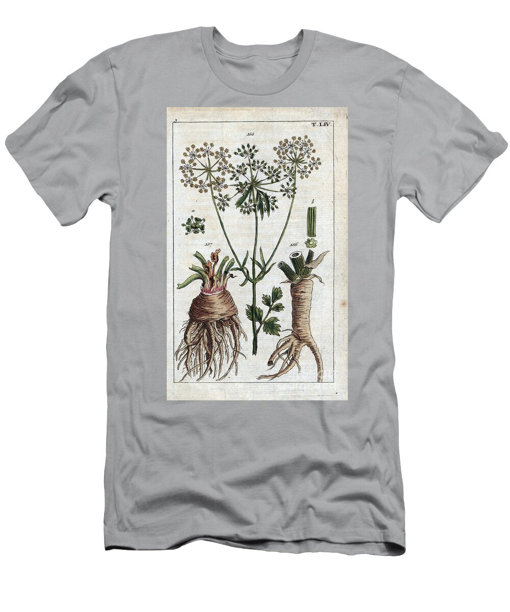 Botany Parsley Celeri Parsley Apium Petroselinum Flowers 155 and Root 156 and Celery Apium Graveolens 157 European School T-Shirt
