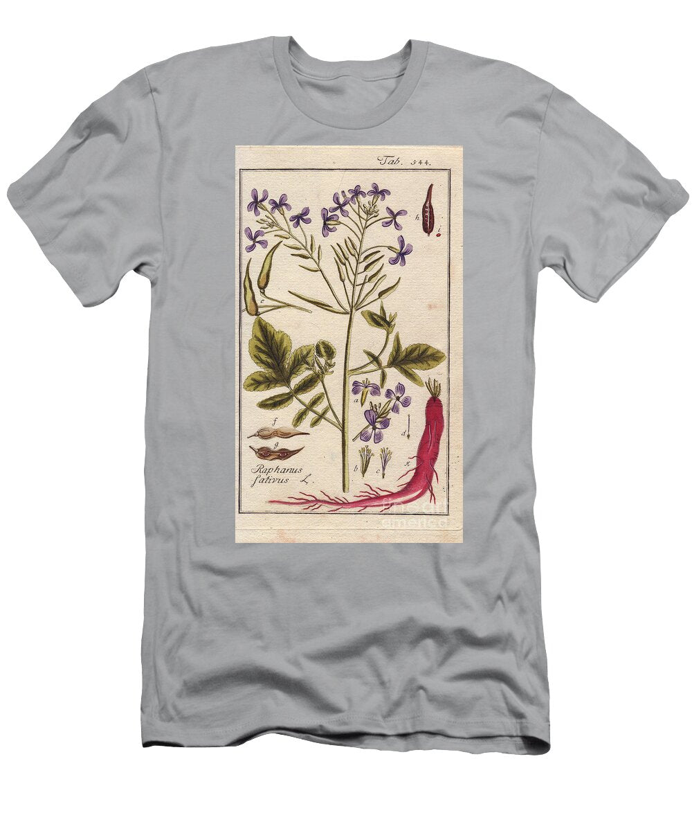 Botany Radish Radish Plant Showing Flowers Leaves and Pink Root Raphanus Sativus European School T-Shirt
