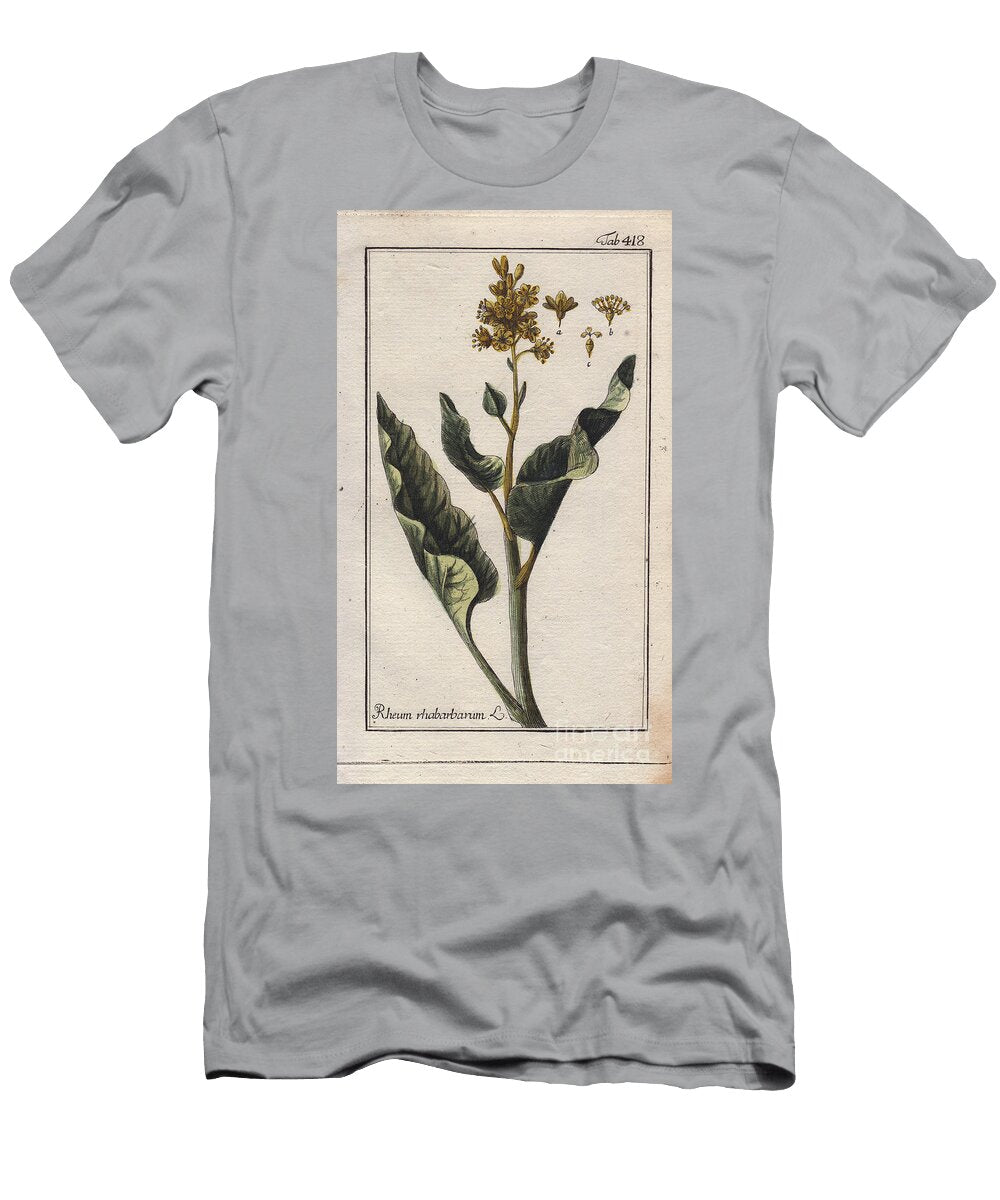 Botany Rhubarb Leaves Rhubarb Leaves Rheum Rhabarbarum European School T-Shirt