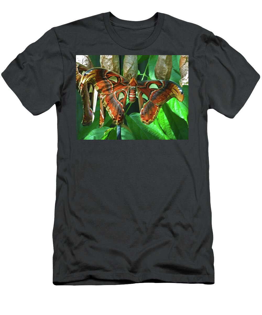 Butterfly Cocoon Tony Peters T-Shirt