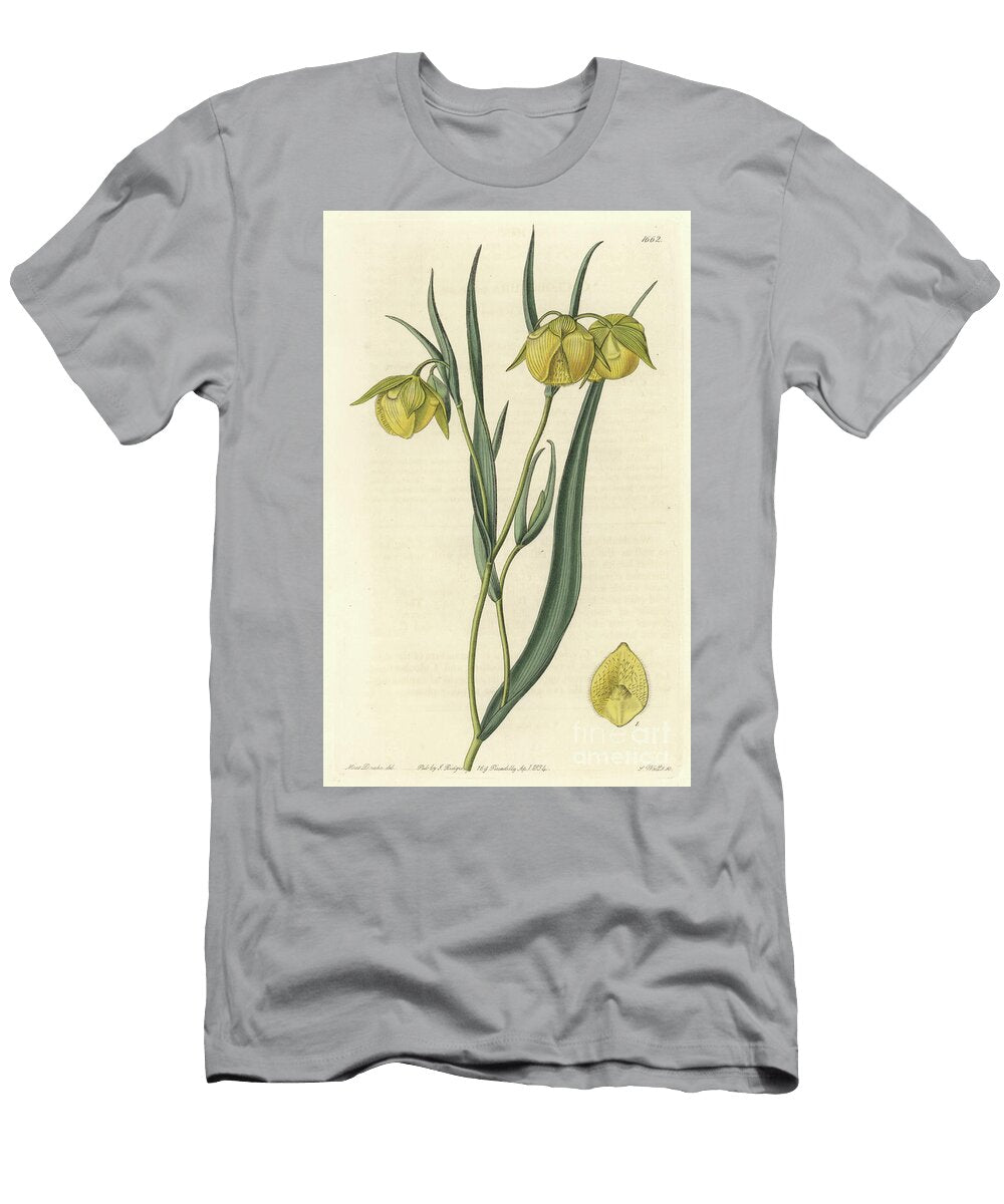 Calochorte Mariposa or Cyclobothre with Yellow Flowers Native to California S Sydenham Teast Edwards T-Shirt