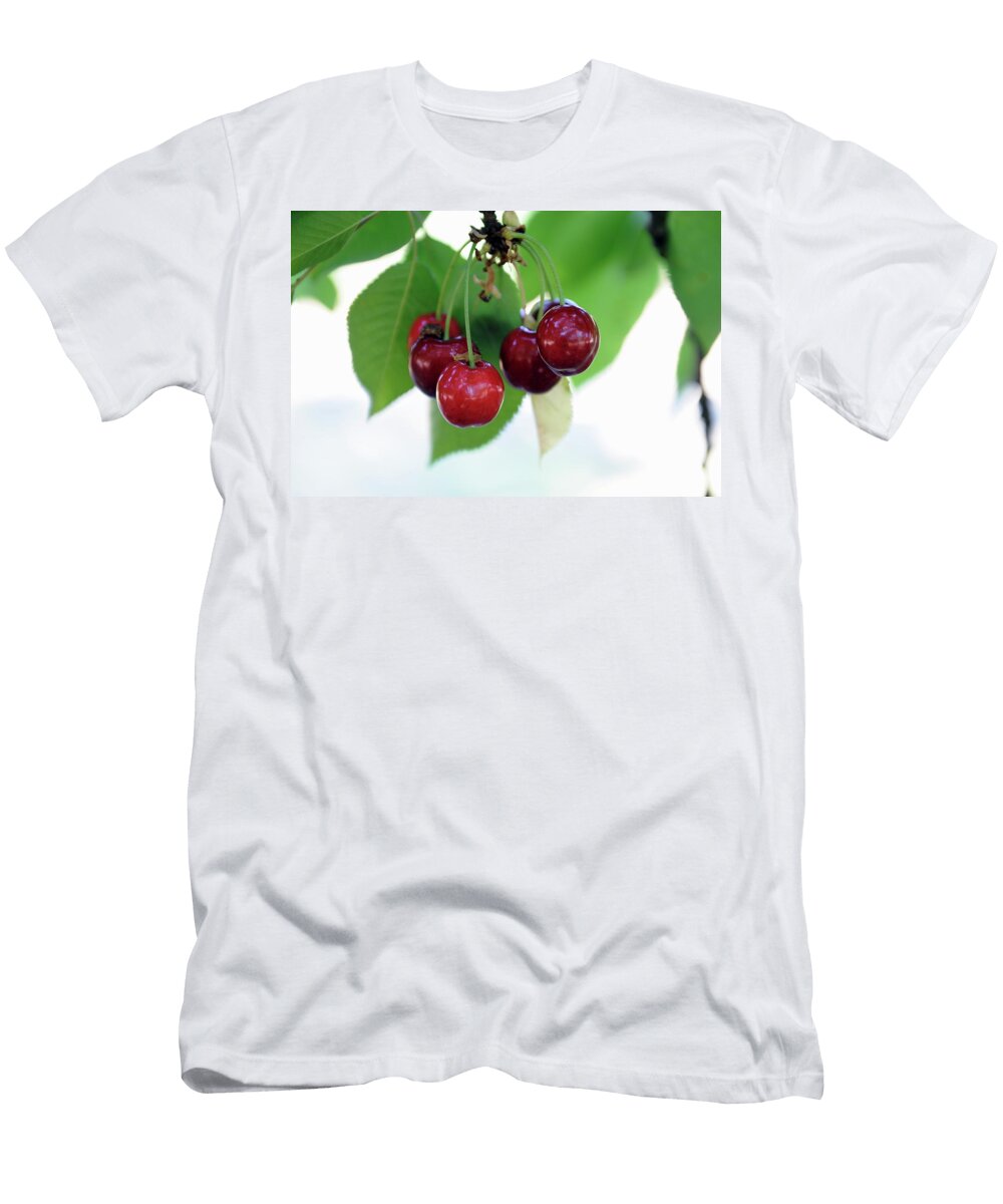 Cherries on the Tree Mario Matassa T-Shirt