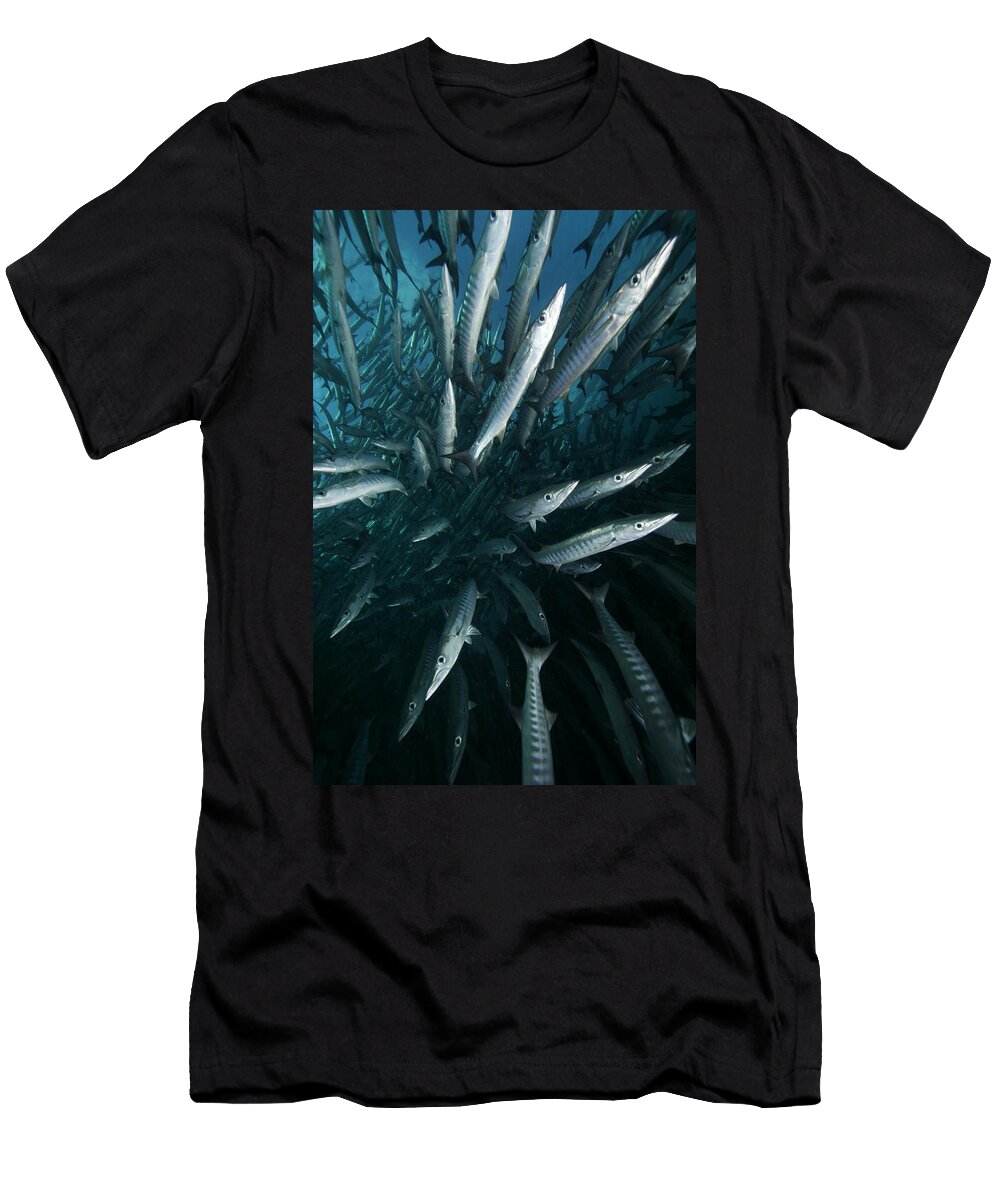 Chevron Barracuda Sphyraena Putnamiae Hiroya Minakuchi T-Shirt