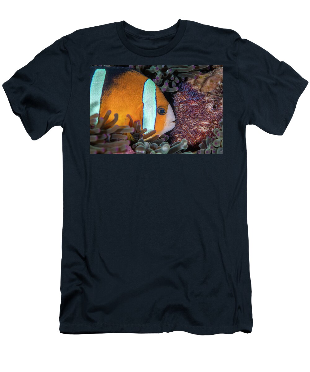 Clarks Anemonefish Tends to Its Clutch of Eggs Bitung Alex Mustard Natureplcom T-Shirt