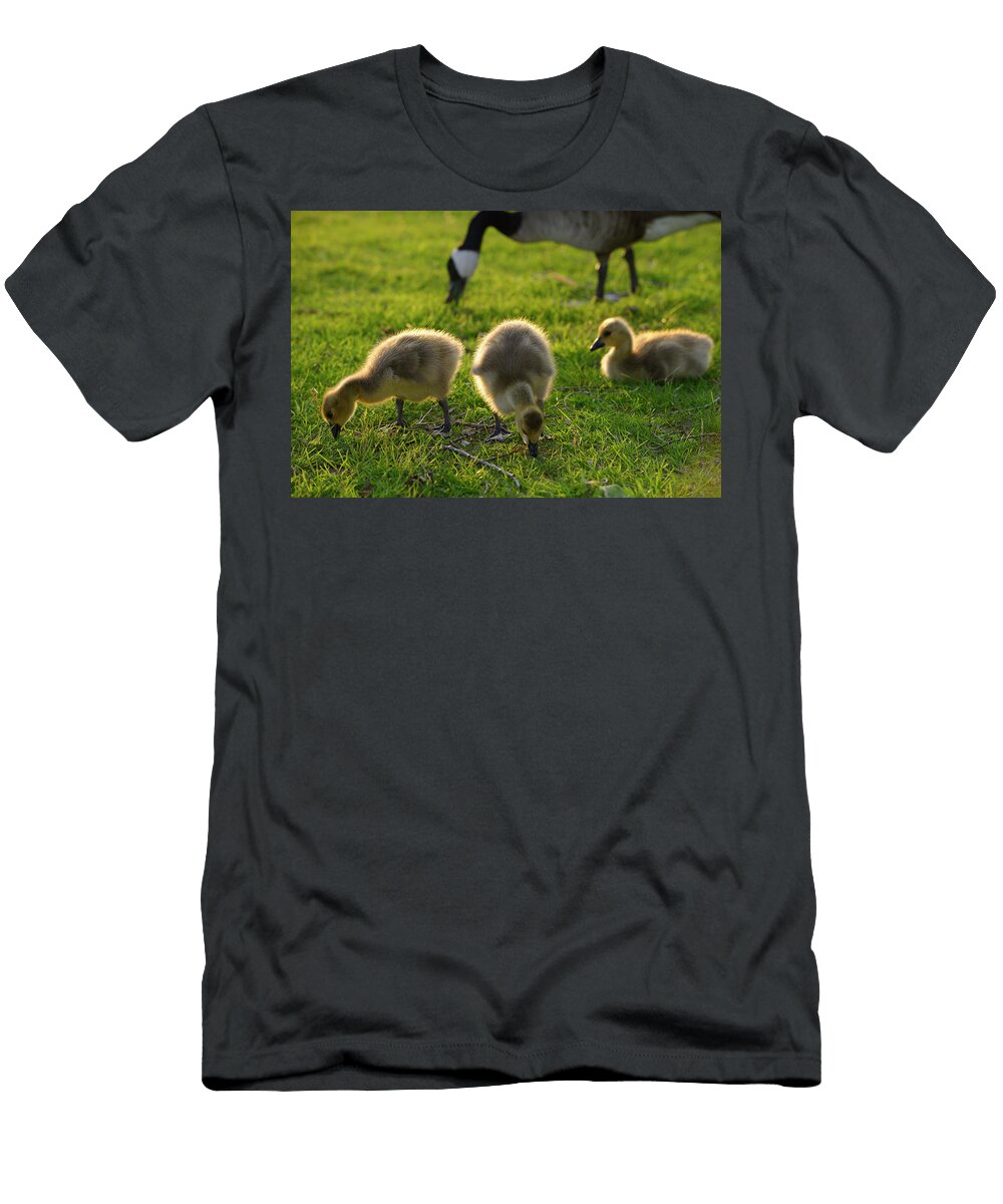 Close Up of Three Yellow Goslings At Sundown with Parent Canada Reimar Gaertner T-Shirt