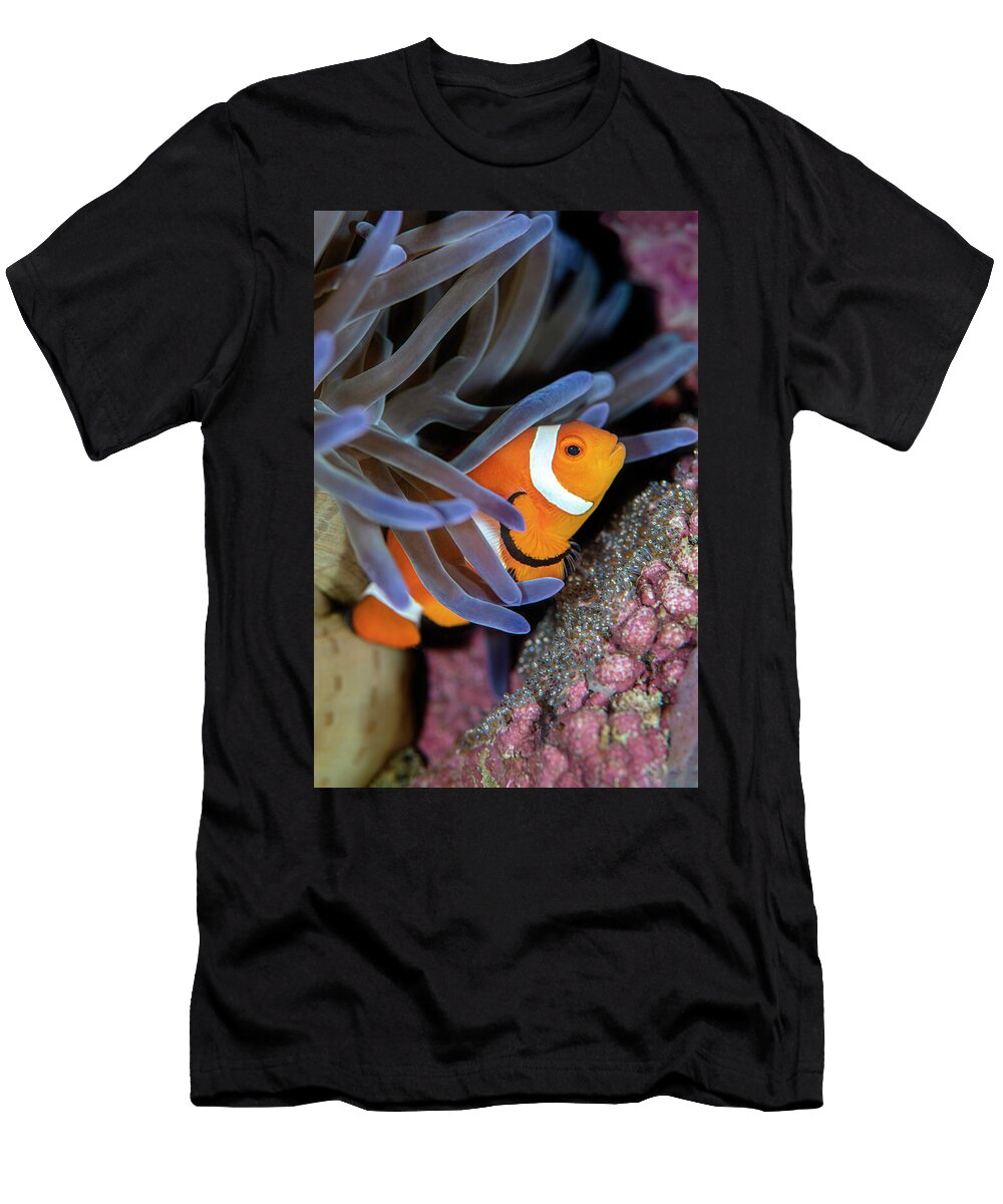 Clownfish Guarding a Clutch of Eggs Beneath a Magnificent Alex Mustard Natureplcom T-Shirt