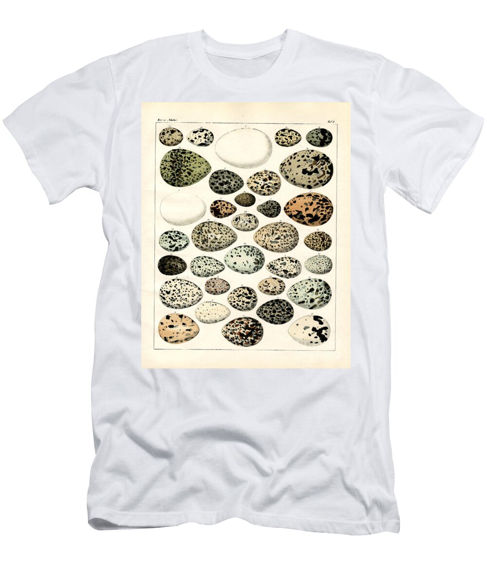 Collection of Speckled Bird Eggs Print Unknown T-Shirt