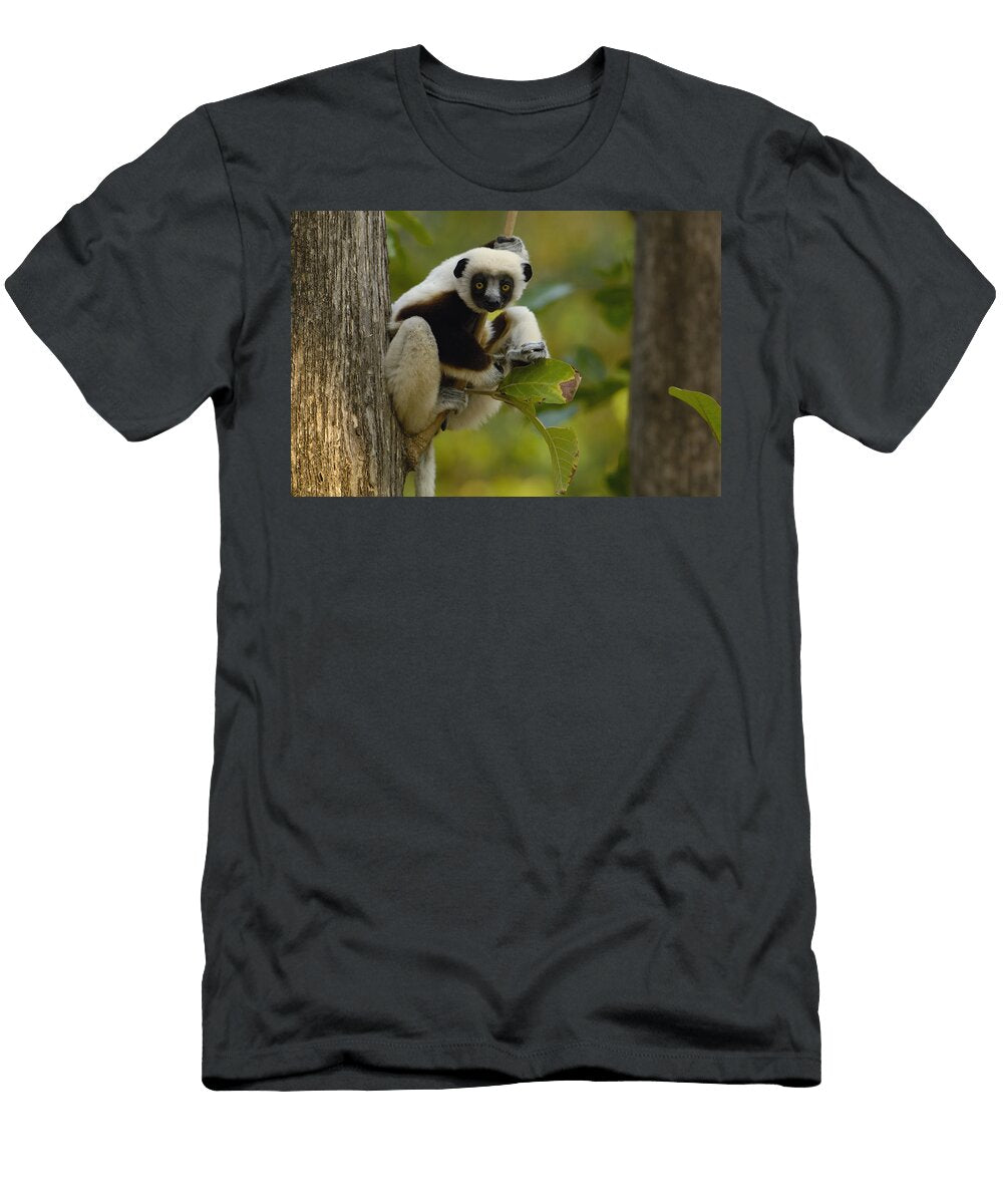 Coquerels Sifaka Madagascar Pete Oxford T-Shirt