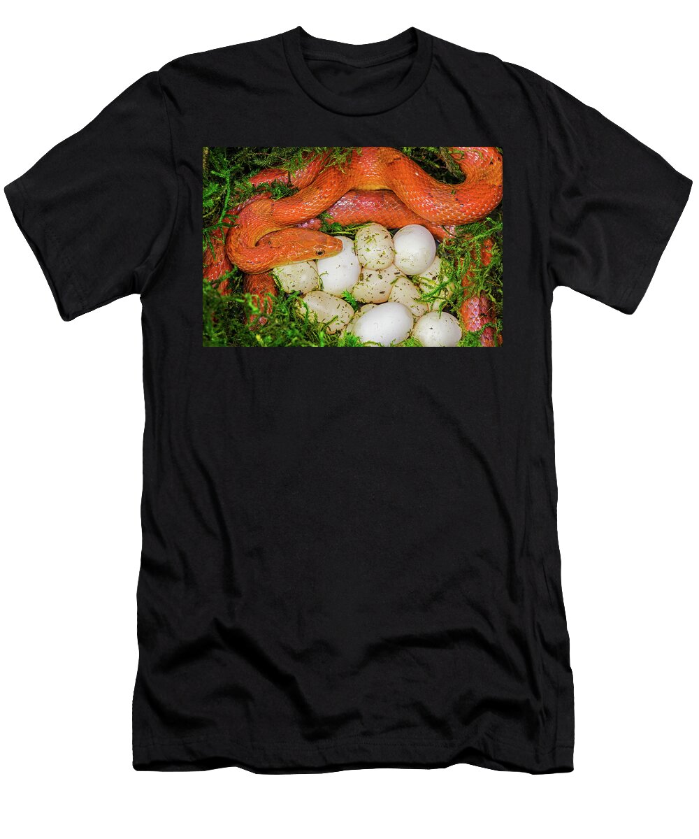 Corn Snake Female with Clutch of Recently Laid Eggs John Cancalosi Natureplcom T-Shirt
