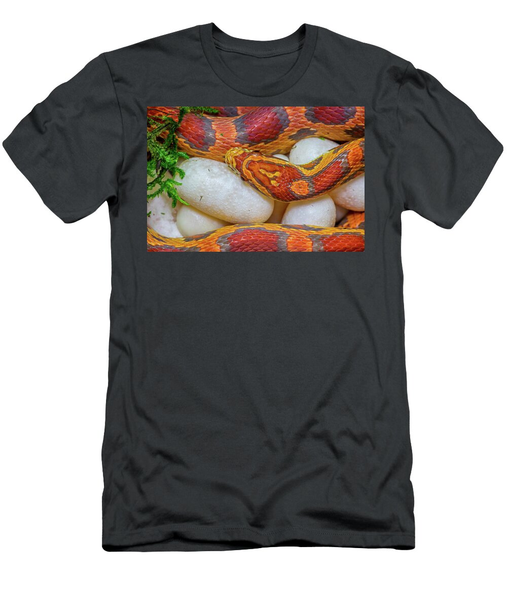 Corn Snake Female with Clutch of Recently Laid Eggs Native John Cancalosi Natureplcom T-Shirt
