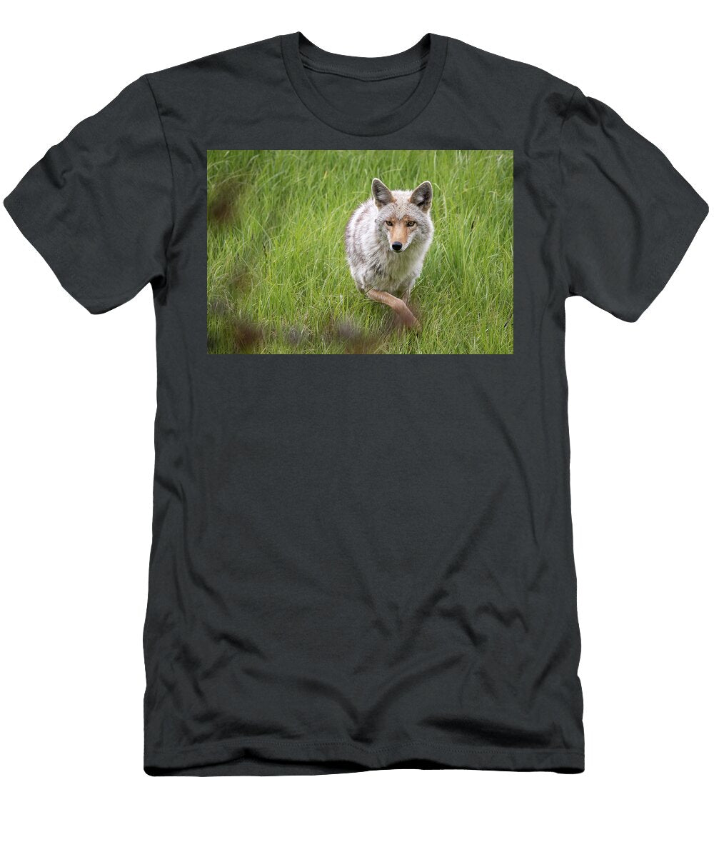 Coyote Julie Argyle T-Shirt