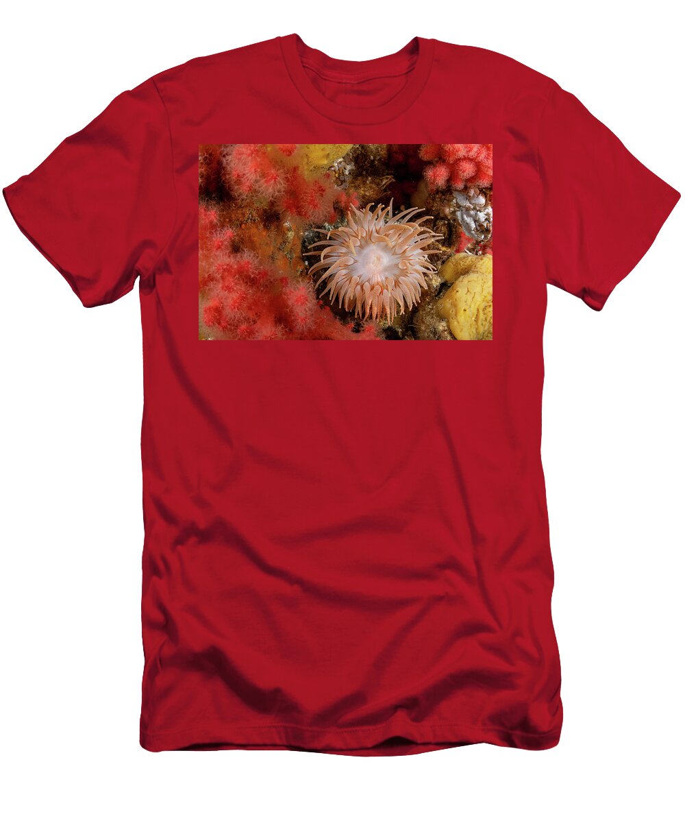 Crimson Anemone Surrounded By Red Soft Coral and Yellow Shane Gross Natureplcom T-Shirt
